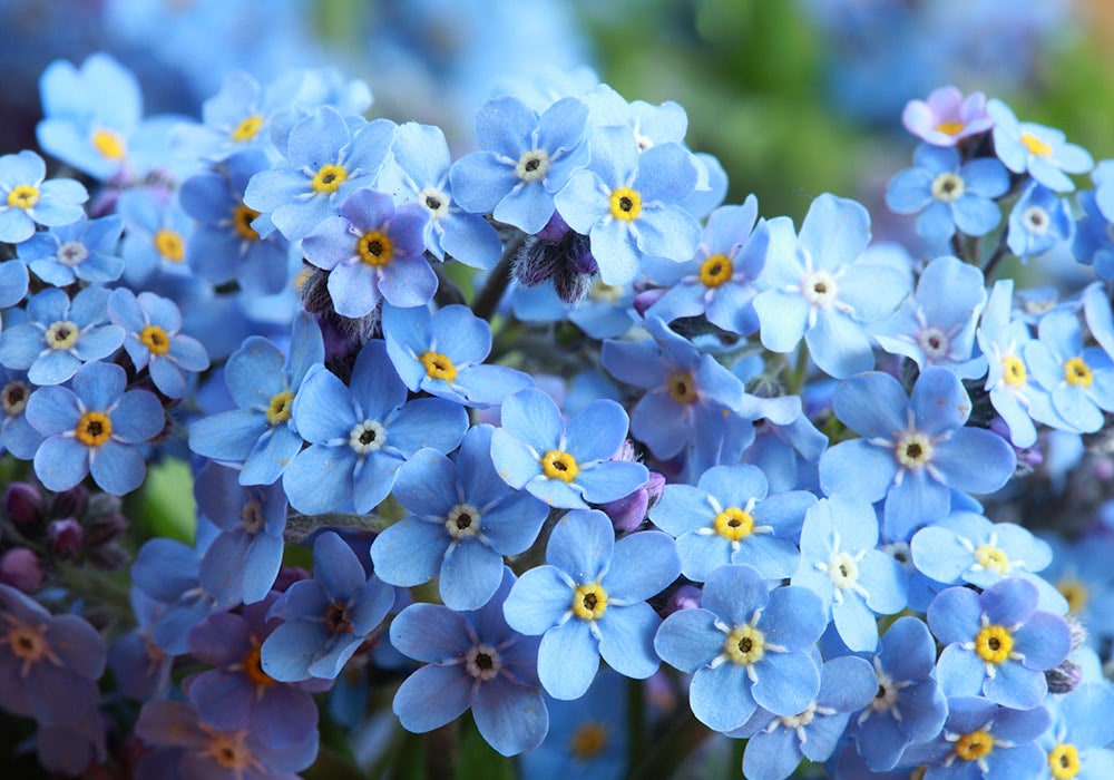 Cluster of small blue forget-me-not flowers with yellow centers, each surrounded by lush greenery in a bright, natural outdoor setting.