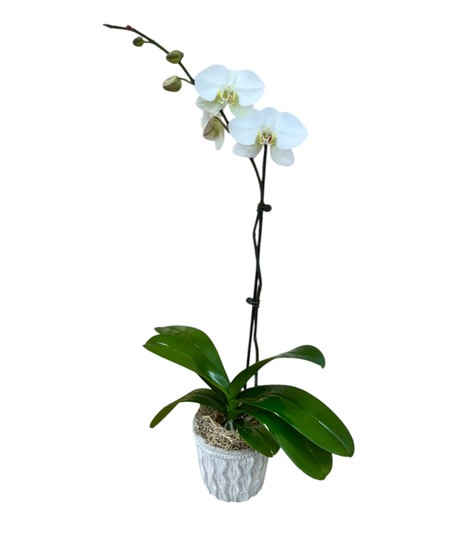 Phalaenopsis Orchid