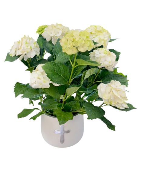 Blooming Hydrangea
