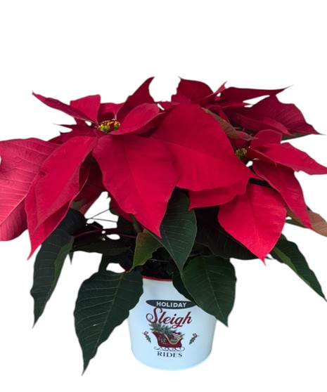 Classic Poinsettia